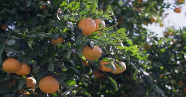 Mandarins Grow Tree Mandarin Plantation Beautiful Fruits Nature High Quality — Stockvideo