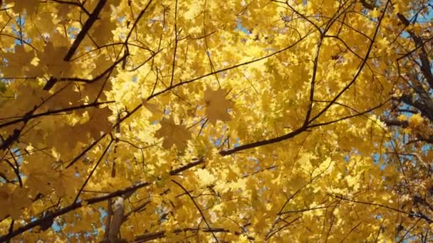 Natures Canvas Close Encounter Majestic Golden Leaves Autumn High Quality — Vídeo de Stock