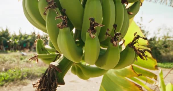 Grove Table Witnessing Organic Growth Delicious Bananas Farmers Plantation High — стокове відео