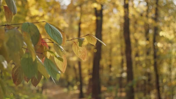 Macro Marvels Capturing Detail Brilliance Autumns Yellow Leaf Symphony High — 图库视频影像