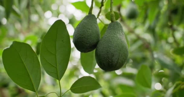 Close Avocado Fruit Growing Tree Growing Fresh Organic Avocados Farmer — Stockvideo