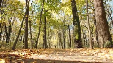 Background video of a path in the park covered with yellow leaves. Colorful season of fall leaves. High quality 4k footage