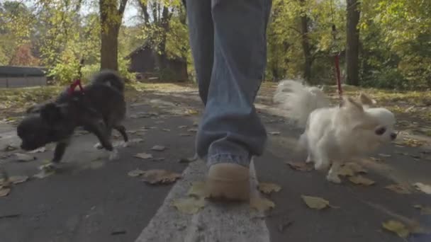 Falls Furry Delight Woman Her Pet Dog Enjoying Splendid Beauty — Αρχείο Βίντεο