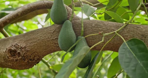 Beautiful Organic Avocado Fruit Growing Tree Growing Avocados Agricultural Plantations — ストック動画