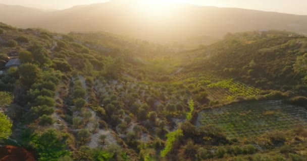 Sunrise Harvest Aerial Delight Grapevines Farmers Work Highland Vineyards High — Video Stock