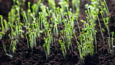 Ülser büyüme sürecinin zaman arkaplan videosu. Çiftliklerde, doğada ve filizlenen bitkilerde tarım ekimi. Yüksek kalite 4k görüntü