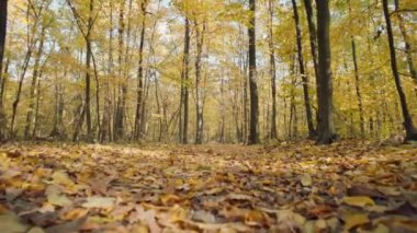 Sunlit Spectacle: Canlı Sonbahar Yaprakları Güneş Işığında Dans Ediyor. Yüksek kalite 4k görüntü