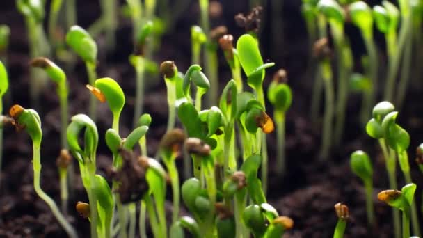植物在自然界从地下发芽的时间 一个绿色文化的小萌芽在生长 高质量的4K镜头 — 图库视频影像