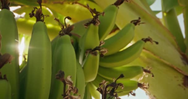 Tree Table Art Growing Harvesting Organic Green Bananas Inglés Imágenes — Vídeos de Stock