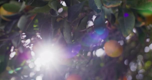 Zitrusfrüchte Anbauen Das Wachstum Und Die Reifung Von Orangenmandarinen Auf — Stockvideo