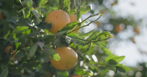 Napfény Termesztése Narancs Mandarin Közeli Odüsszeája Növekszik Érik Farmers Groves — Stock videók