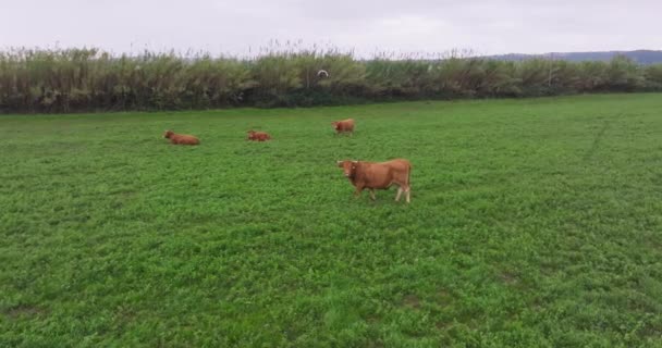 美しいイタリアの風景のフィールドに牛がぶら下がります 村の農場で動物を育て 牛乳とチーズを生産する 高品質の4K映像 — ストック動画