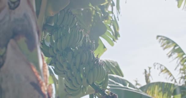 Kroniki Dojrzewania Bliskie Spotkanie Ekologicznym Cyklem Życia Bananów Świeżo Wyrwanych — Wideo stockowe