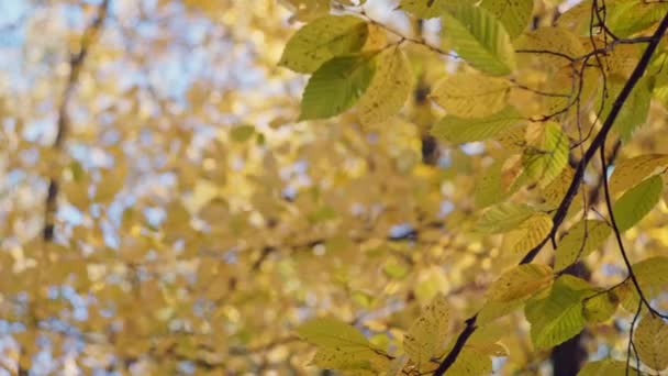 Abraço Dourado Fechar Ups Imersivos Autumns Folhas Amarelas Radiantes Detalhes — Vídeo de Stock