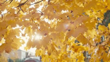 Sarı yapraklı sonbahar manzaralı arka plan videosu. Sonbahar mevsiminde güneşli hava. Yüksek kalite 4k görüntü