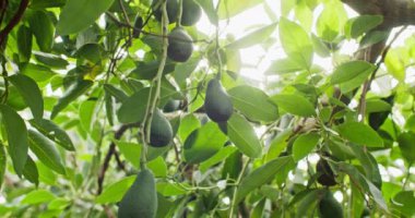 Organik Yeşil Altın: Tarım Çiftliklerinde Avokado 'nun Büyüme ve Hasatını Yakalamak. Yüksek kalite 4k görüntü