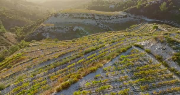 Bağcılıkta Görkemli Tepeler Tepeler Vadilerin Arasındaki Üzüm Yetiştiren Terasların Yükseltilmiş — Stok video