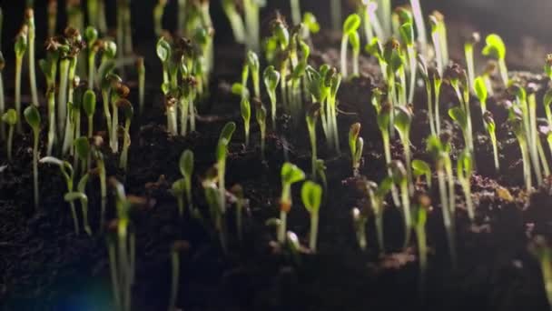 Timelapse Processo Crescimento Brotos Legumes Chão Cultivo Culturas Agrícolas Natureza — Vídeo de Stock