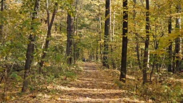 Őszi Lombozat Serenity Melegség Szín Mentén Forest Pathways Kiváló Minőségű — Stock videók