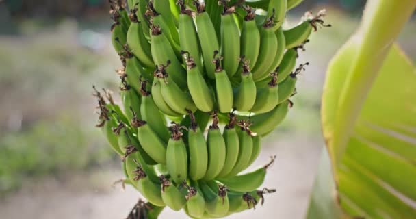 Natures Bounty Unveiled Wizualna Podróż Ekologicznego Rolnictwa Bananowego Dojrzewania Wysokiej — Wideo stockowe
