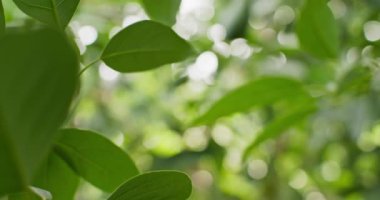 Avokado Harmony: Ağaç Kümesinde Olgunlaşmaya Doğru Yakın Bir Yolculuk. Yüksek kalite 4k görüntü