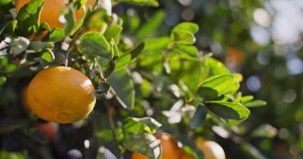 Guldfält Witnessing Golden Glow Mope Mandarins Citrus Agro Cultures Högkvalitativ — Stockvideo