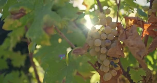 自然の宝石を収穫する ワインメーカーの秋のグレープビンの冒険 高品質の4K映像 — ストック動画
