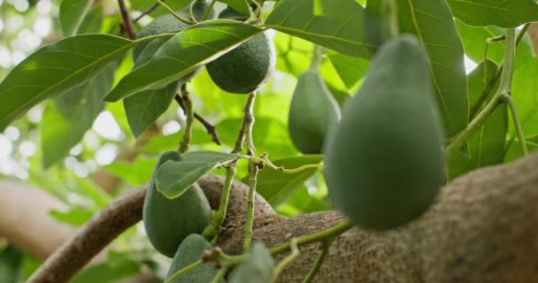 Dojrzewanie Świeżych Owoców Awokado Drzewie Ogrodzie Hodowla Organicznych Awokado Przez — Wideo stockowe