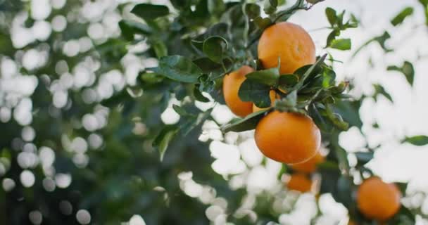 Citrus Symphony Close Journey Ripening Mandarins Farmers Grove Inglês Imagens — Vídeo de Stock