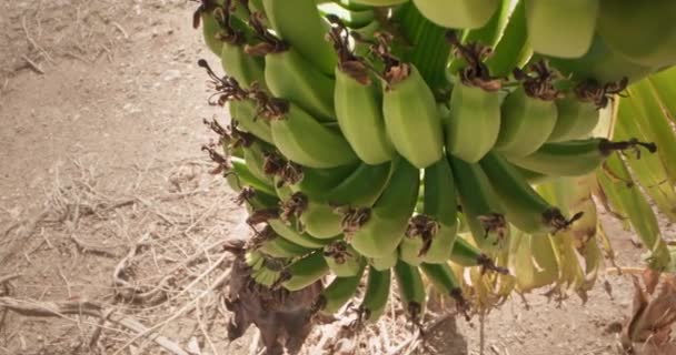 Banda Bananów Rośnie Drzewie Plantacji Rolnej Piękne Świeże Organiczne Owoce — Wideo stockowe