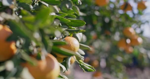 Egy Közeli Kép Mandarin Gyümölcsről Kertben Egy Fán Citrus Mandarin — Stock videók