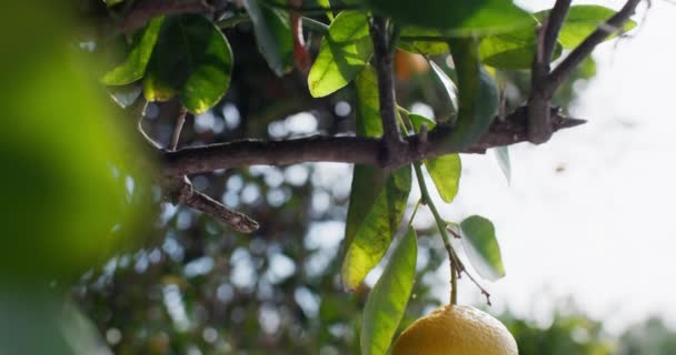 Gyümölcsös Elegancia Citrusfélék Növekedésének Betakarításának Szépsége Földeken Kiváló Minőségű Felvételek — Stock videók