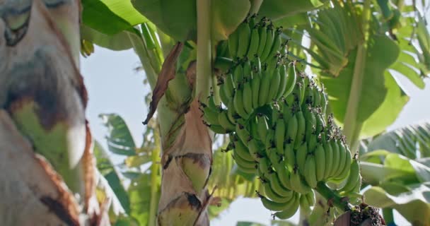 Красивые Зеленые Бананы Растут Кучу Дереве Работа Выращивание Фруктов Банановых — стоковое видео
