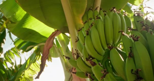 Green Banana Symphony Close Journey Ripening Banana Tree High Quality — Stock Video