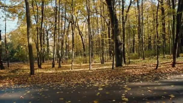 Harvesting Health Dynamic Run Autumns Golden Canopy Active Lifestyle Adventure — Vídeos de Stock