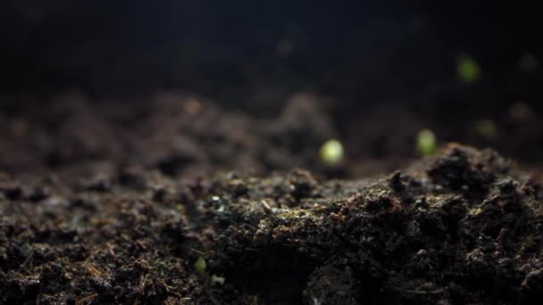 Chronicles Growth Mesmerizing Time Lapse Saga Capturing Remarkable Journey Seed — Stock video