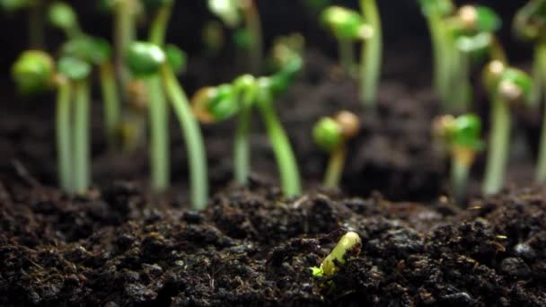 Timelapse Groning Växt Groddar Från Marken Rörelse Blommornas Tillväxt Och — Stockvideo