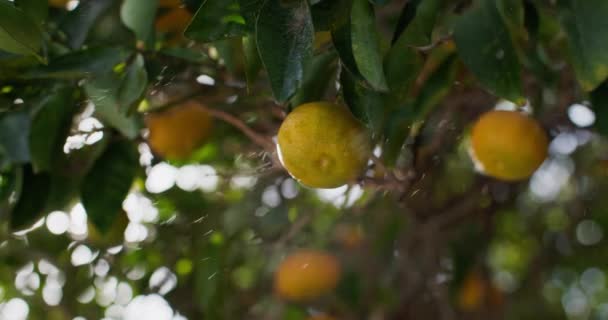 Citrus Elegance Avtäckta Visuell Resa Mandarin Odling Och Mognad Jordbruksarealer — Stockvideo