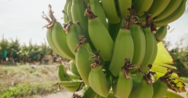 豊かな収穫 農業プランテーションをモチーフにしたグリーンバナスの最新の景色 高品質の4K映像 — ストック動画