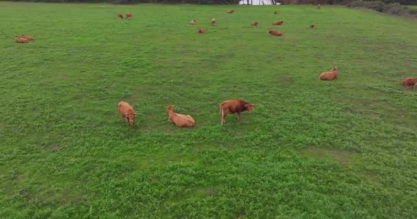 イタリアの美しい風景のフィールドに放牧する牛の空中ビュー 村の農場で動物を育て 牛乳とチーズを生産する 高品質の4K映像 — ストック動画