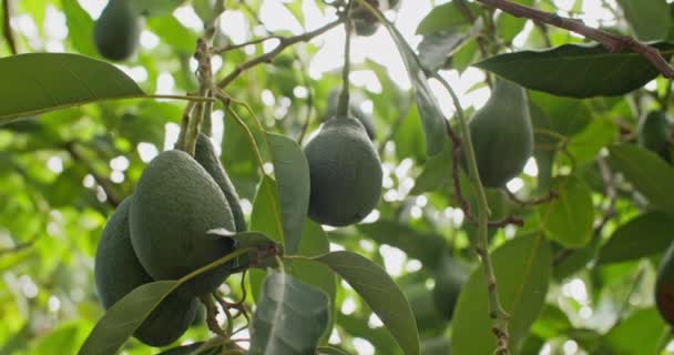 나무에서 자라는 아보카도의 무리의 클로즈업 농장에서 유기농 아보카도의 고품질 — 비디오
