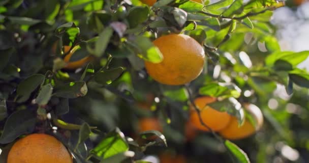 Harvesting Sunshine Close Views Mandarins Maturing Citrus Agricultural Plantations High — Stock Video
