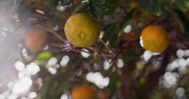 Güneş Öpen Hasat Tarım Koruluklarında Olgunlaşan Mandarinlerin Yakından Bakış Yüksek — Stok video