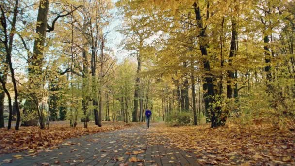Golden Strides Wellness Navigieren Herbstlaub Auf Der Suche Nach Einem — Stockvideo