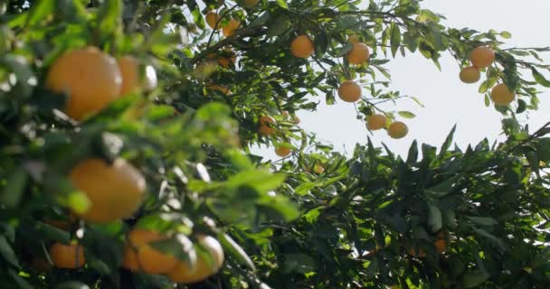 ツリーからタンへ オーチャードで美味しいマンダリンオレンジの有機栽培を目撃 高品質の4K映像 — ストック動画