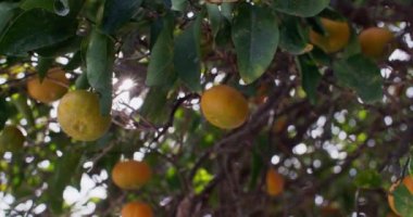 Meyveler bahçedeki mandalina ağacında yetişir. Yüksek kalite 4k görüntü