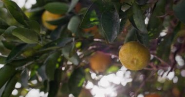 Tangerine Tango: Çiftçi Bahçesinde Görsel Citrus Ödül Ziyafeti. Yüksek kalite 4k görüntü