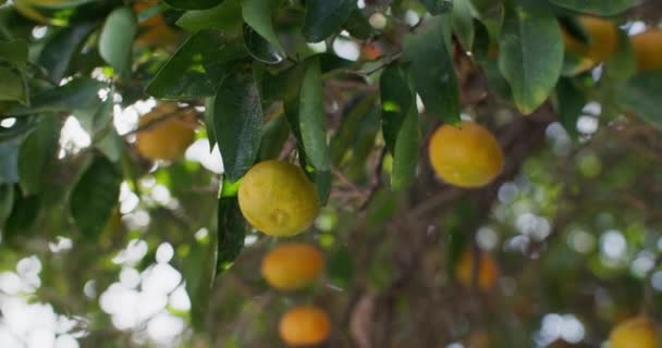 Zestful Bounty Capturing Art Growing Harvesting Organic Mandarin Oranges Farm — Stock Video