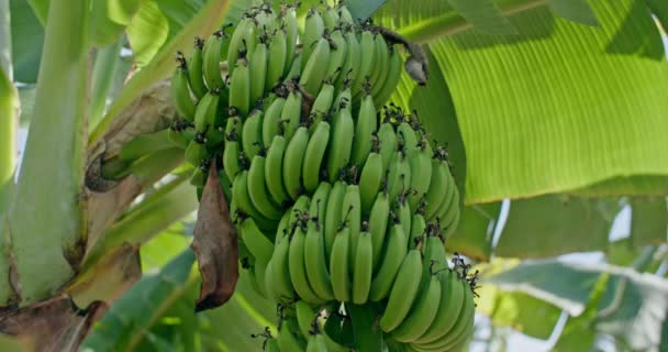 Banda Zielonych Bananów Rosnących Drzewie Bananowym Cokole Hodowla Ekologicznych Świeżych — Wideo stockowe