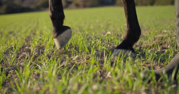 野原の緑の草の上に立っている馬のホーブのクローズアップ 高品質の4K映像 — ストック動画